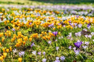 A colorful field of purple and yellow crocuses in full bloom during spring, shot outdoors.